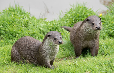 Pair of otters on grassy riverbank