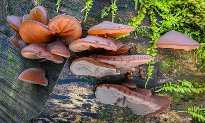 Fungus on log 2064