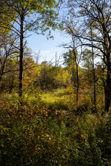 view between trees during autumn in the forest