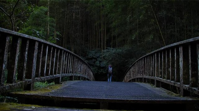 Girl walking through bridge in Alishan National Forest Recreation Area, Alishan, Taiwan. Mid angle, traveling movement, slow motion, HD.