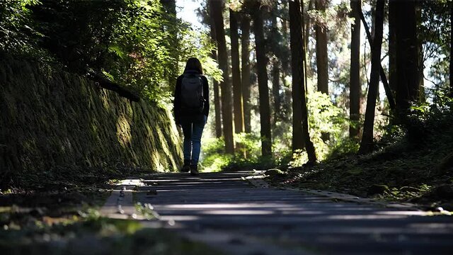 Girl walking through bambu forest in Alishan National Forest Recreation Area, Alishan, Taiwan. High angle, traveling movement, slow motion, HD.