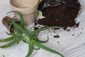 Transplanting an aloe houseplant into a new pot with fresh soil.