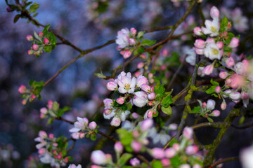 Blooming branches of an apple tree. Photo after the rain