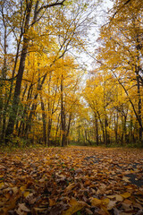 leaf covered road in autumn with yellow leaves