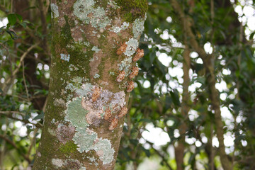 Cicada skin on the tree