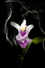 Natalina bianca fotografata con la tecnica del paint light visibilità luce effetto medio