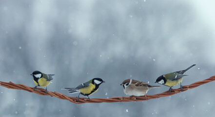  funny birds Tits and sparrows sitting on a beautiful branch in a winter snow garden