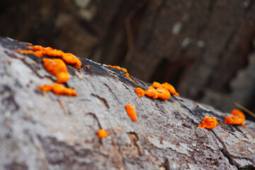orange lichen on a tree trunk