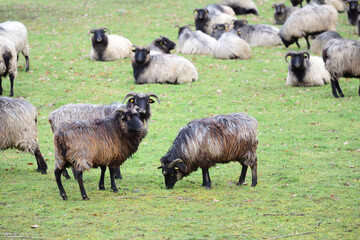 In autumn there is a flock of sheep, so-called "Heidschnucken", on a pasture outdoors