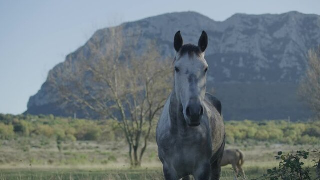 Young and beautiful brown horse eating fresh grass in the field next to Pic saint loup in south of France