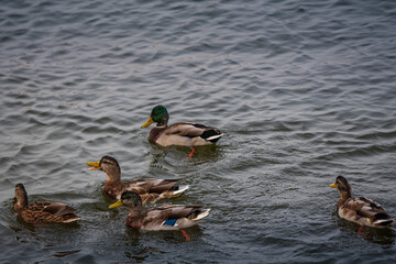 duck males and females are flying