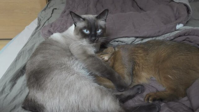 Adult cat mekong bobtail and kitten somali. Kitten sucks milk in adult cat