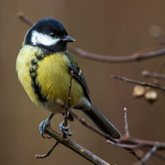 Fototapeta premium Kohlmeise (parus major)