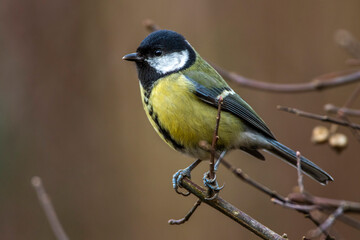 Kohlmeise (parus major)