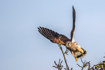 Turmfalke (Falco tinnunculus) Männchen