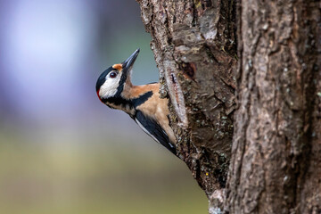 Buntspecht (Dendrocopos major) Männchen