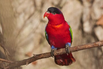 parrot