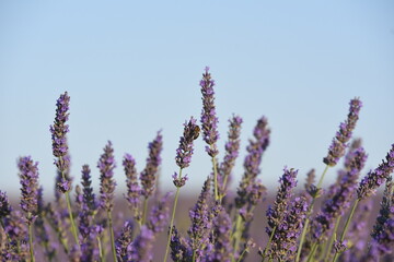 flor de lavanda con una abeja