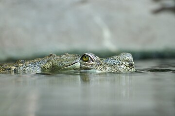 crocodile in the water