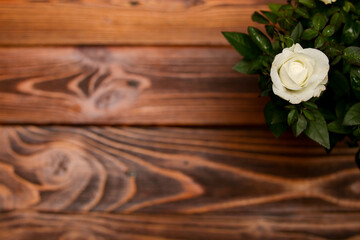 background desktop wood rose white holiday classic on wooden background