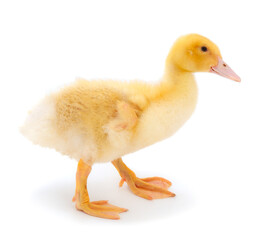 Young cute duckling.