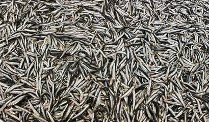 Fresh fishes(fish Hamsi) in the market showcase