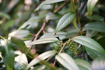 August in the garden, a branch with fruits of highland doghobble