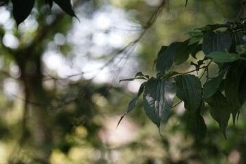 August in the garden, a branch with Heptacodium leaves