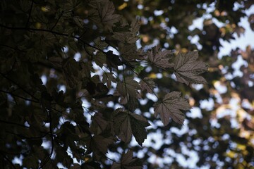 August in the garden, colorful maple leaves in the shade