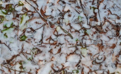 
grass and fallen leaves covered with snow