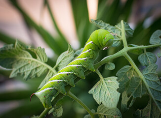 Big Green Caterpillar eats leaves of Tomato Plant