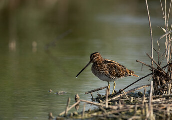 Common snipe at Akser Marsh in the morning hours at Bahrain.
