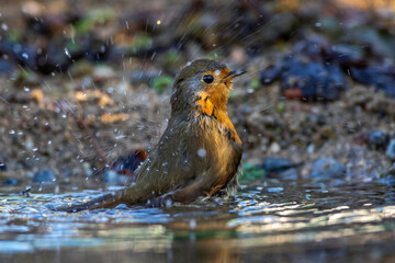 Rotkehlchen (Erithacus rubecula)