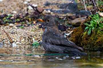 Obraz premium Amsel (Turdus merula) Männchen
