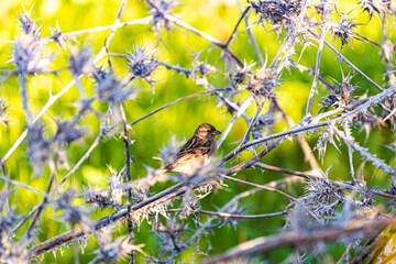 bird in the grass