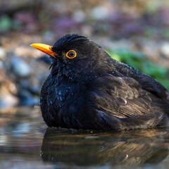 Amsel (Turdus merula) Männchen