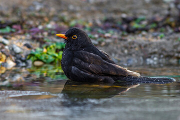 Amsel (Turdus merula) Männchen