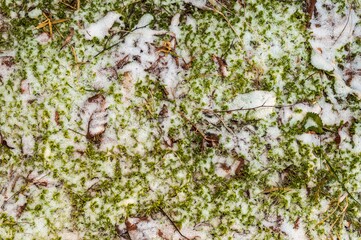 
green moss covered with snow