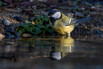 Obraz premium Kohlmeise (parus major) am Vogelbad