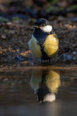 Kohlmeise (parus major) am Vogelbad