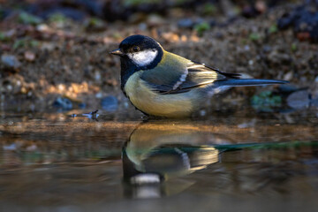 Kohlmeise (parus major) am Vogelbad