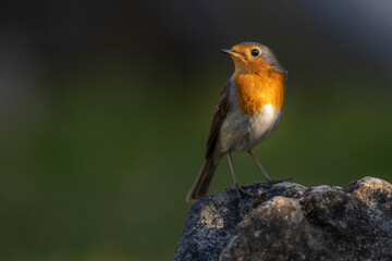 Rotkehlchen (Erithacus rubecula)