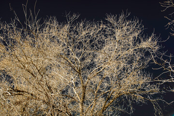 Dark Sky, White Tree