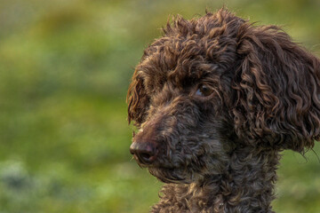 poodle on grass