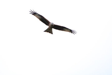 Fototapeta na wymiar Red kite
