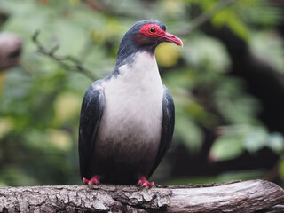 Albertistaube, Gymnophaps albertisii, genannt Nacktaugentaube vor grünem Hintergrund