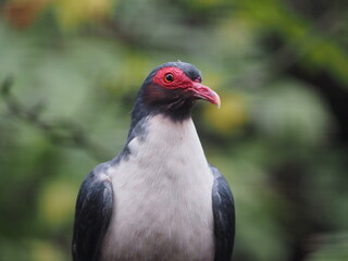 Albertistaube, Gymnophaps albertisii, genannt Nacktaugentaube als Portrait vor grünem Hintergrund