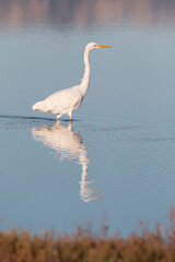 great egret (Egretta alba) reflected on water in Ebro Delta. White bird with yellow bill hunting fish on water