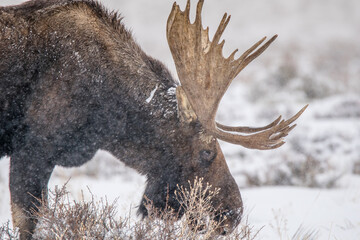 Bull Moose in a snowstorm