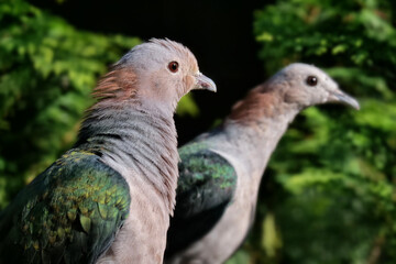 Bronzefruchttaube mit grünem Hintergrund, Ducula aenea